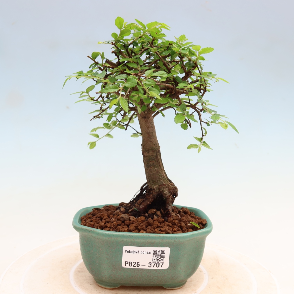 Pokój bonsai - Ulmus parvifolia - Wiąz drobnolistny