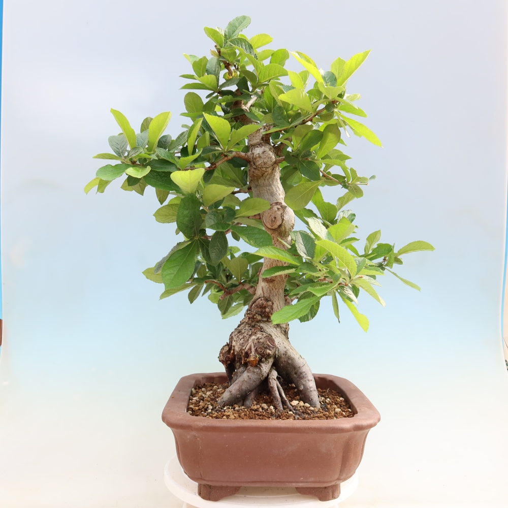 Bonsai ogrodowe – Photinia villosa