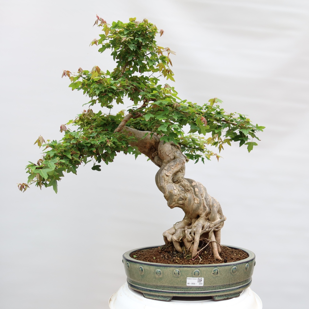 Outdoor bonsai - Klon burgeryjski - Acer burgerianum