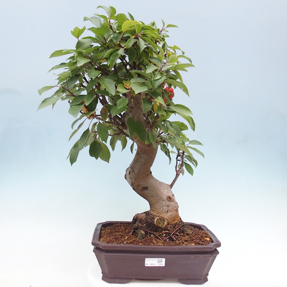 Bonsai plenerowe - Malus Halliana - Jabłoń drobnoowocowa
