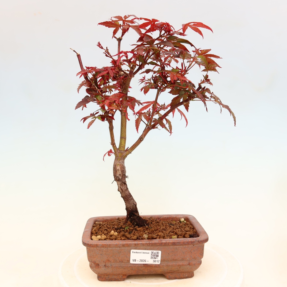 Bonsai ogrodowe – klon palmowy – Acer palmatum Berry Broom 