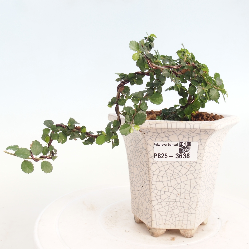 Pokój bonsai - Grewia sp. - Grewia malafolia