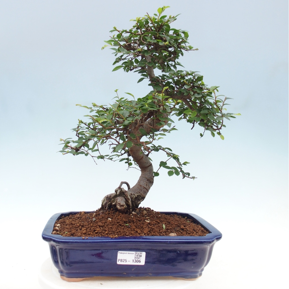 Bonsai wewnętrzne - Ulmus parvifolia - Wiąz drobnolistny