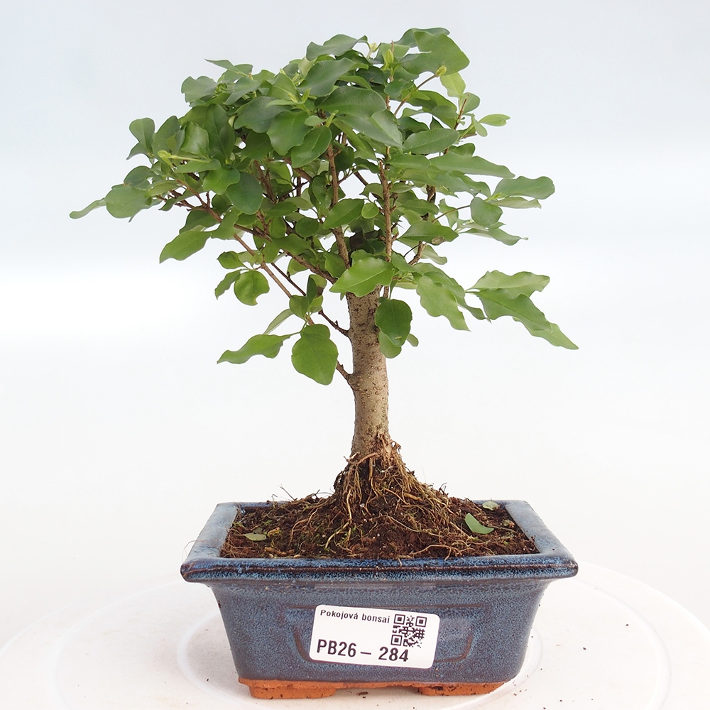 Pokój bonsai - Ligustrum chinensis - Dziób ptaka