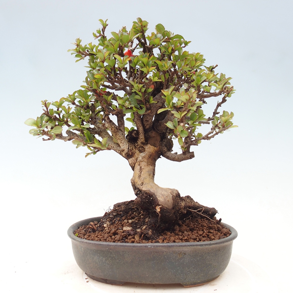 Bonsai zewnętrzne - Chaneomeles speciosa - Pigwa