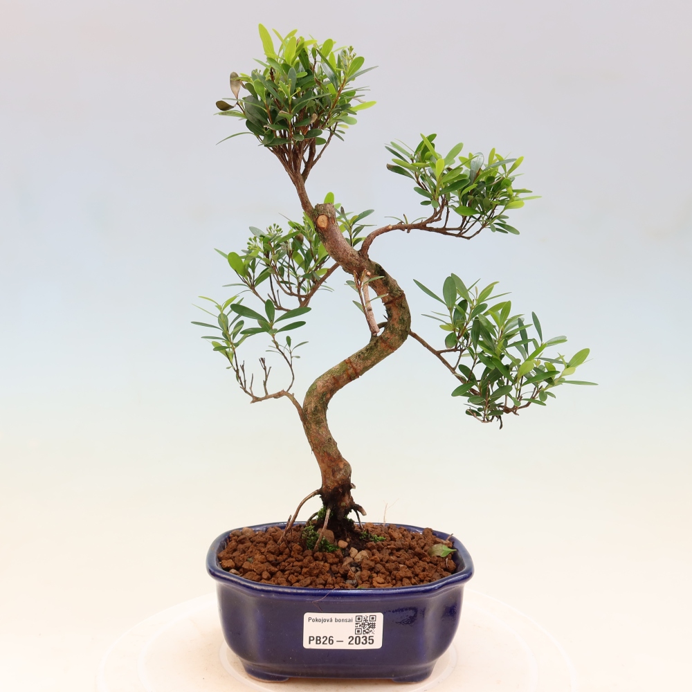 Pokój bonsai - Syzygium - Pimento