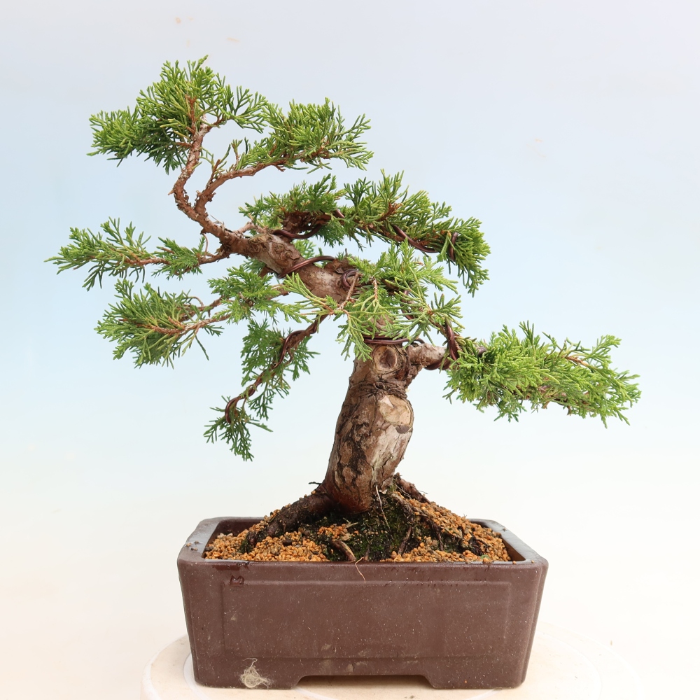 Bonsai ogrodowe – Juniperus chinensis Itoigawa – jałowiec chiński