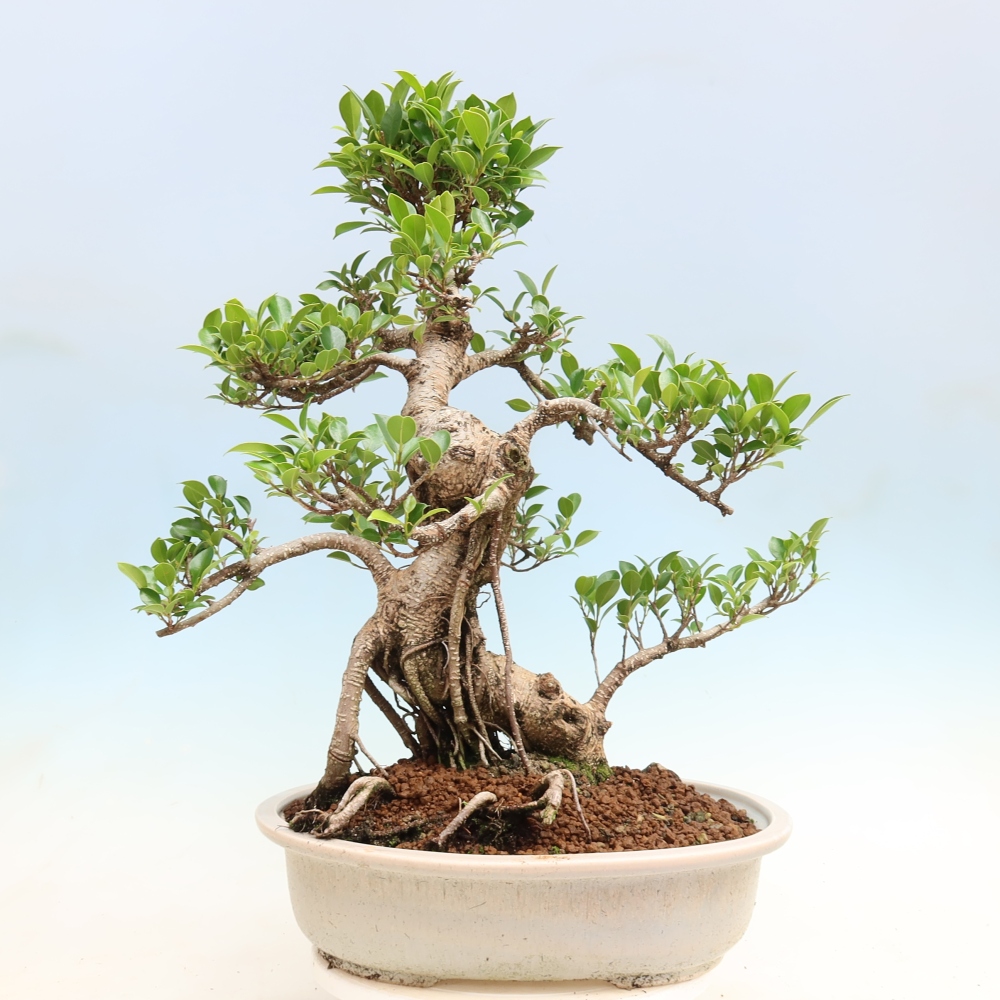 Pokój bonsai - Ficus kimmen - figowiec drobnolistny