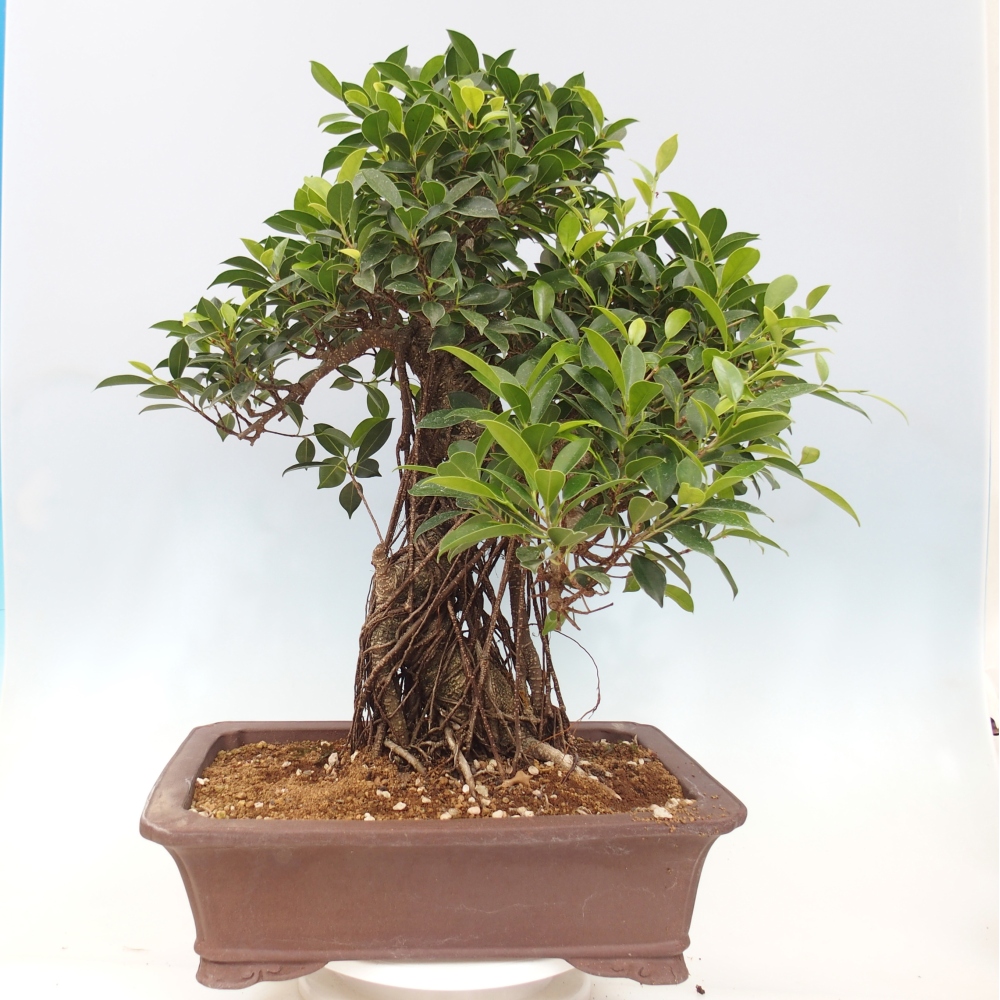 Bonsai pokojowe - Ficus kimmen - figowiec drobnolistny - WYŁĄCZNIE ODBIÓR OSOBISTY lub transport paletowy