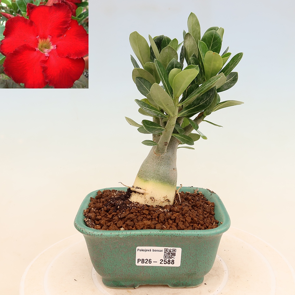 Bonsai pokojowe – Adenium obesum Red Star – Róża pustynna