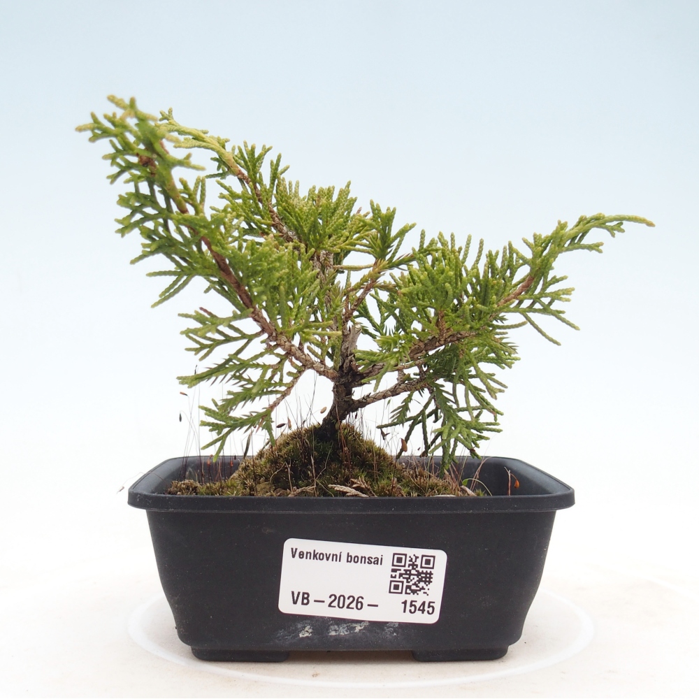 Outdoor bonsai - Juniperus chinensis Itoigawa
