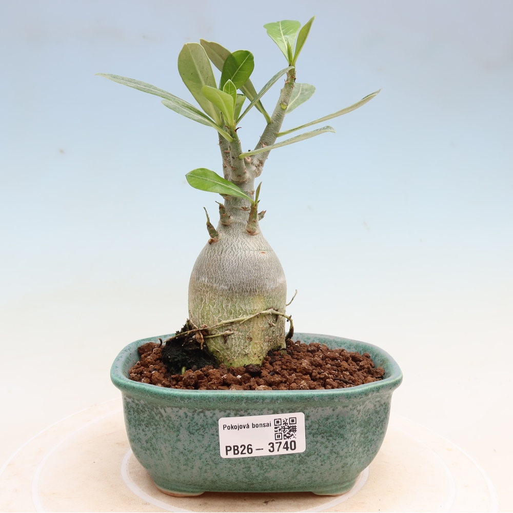 Bonsai pokojowe – Adenium obesum Red Star – Róża pustynna