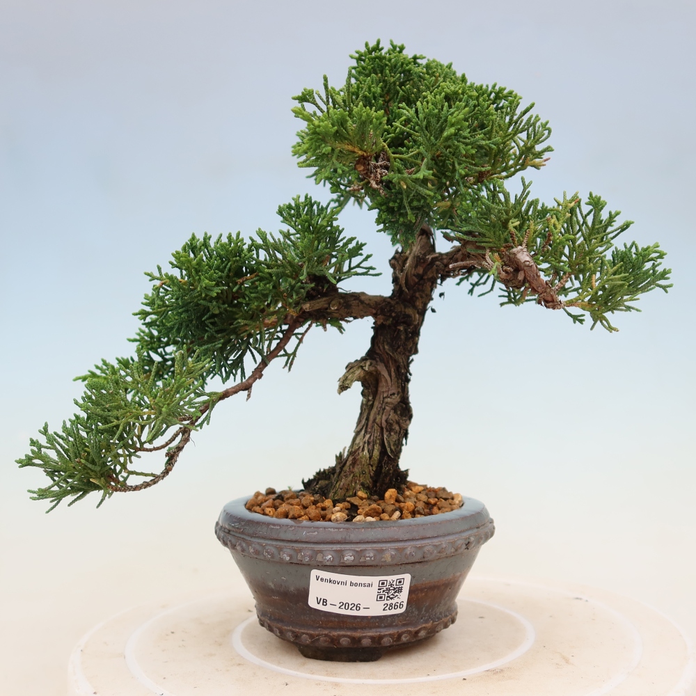 Outdoor bonsai - Juniperus chinensis Kishu