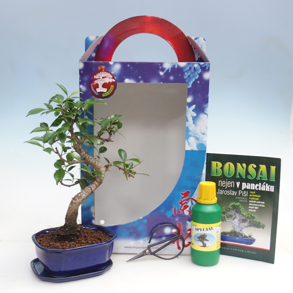 Bonsai pokojowe w pudełku upominkowym