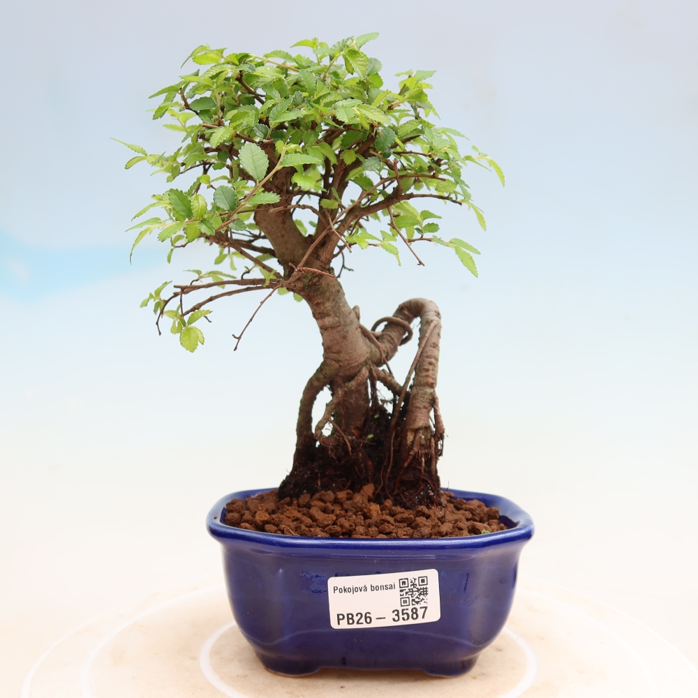 Pokój bonsai - Ulmus parvifolia - Wiąz drobnolistny