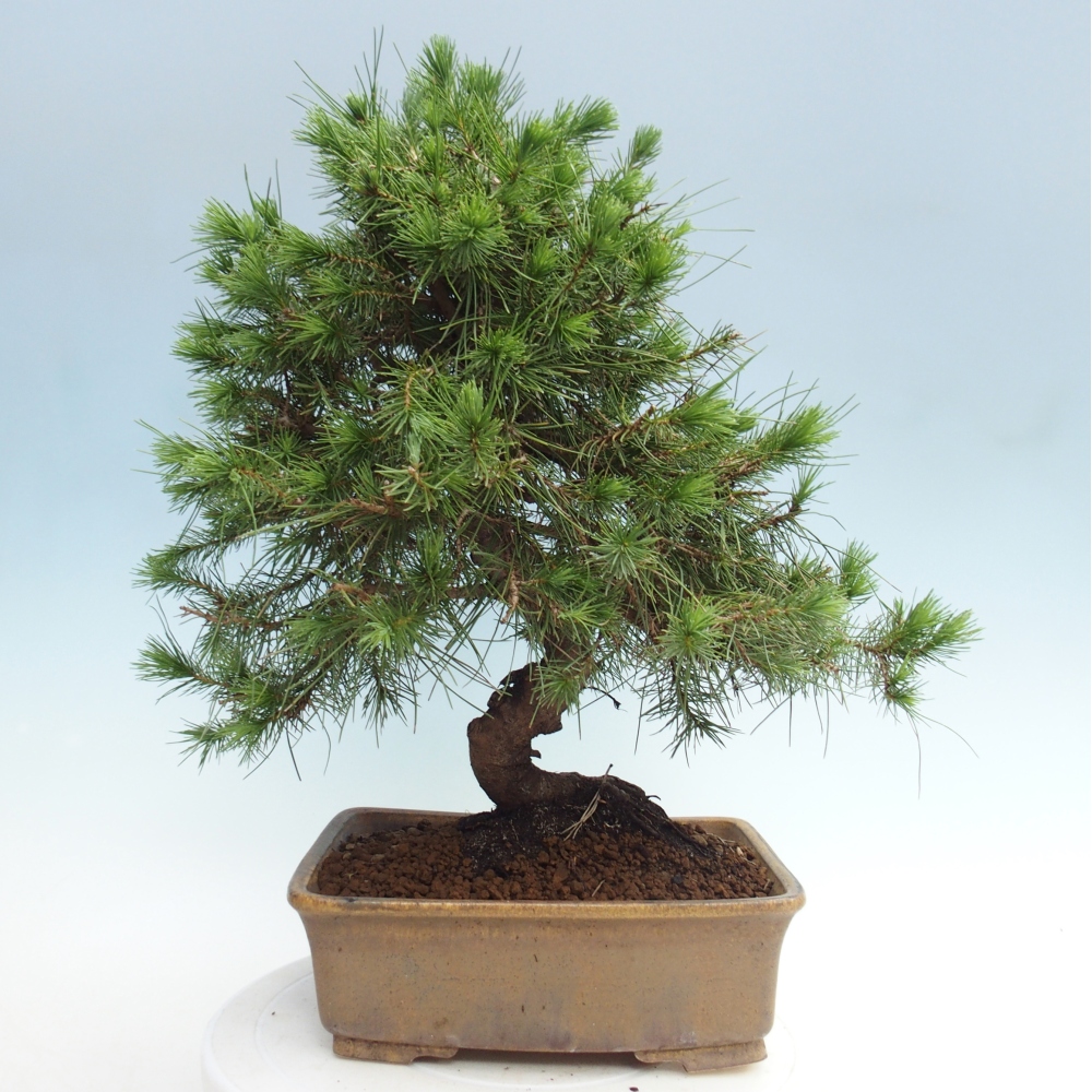 Pokój bonsai - Pinus halepensis - Sosna z Aleppo