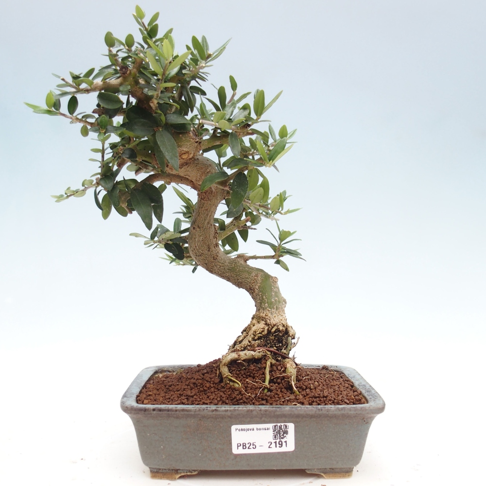 Kryte bonsai - Olea europaea sylvestris - Europejska oliwa z małych liści