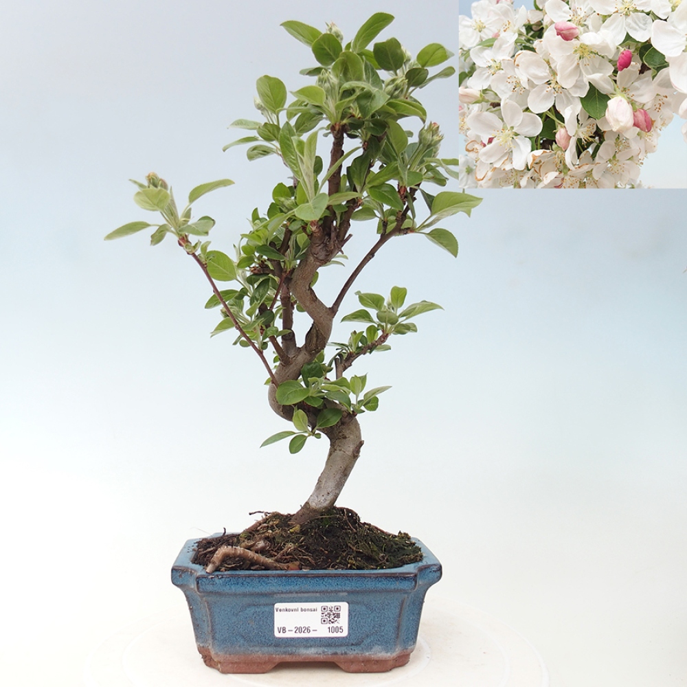 Outdoor bonsai - Malus halliana - Jabłoń drobnoowocowa