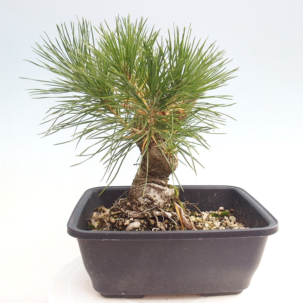 Outdoor bonsai - Pinus thunbergii - sosna Thunberga