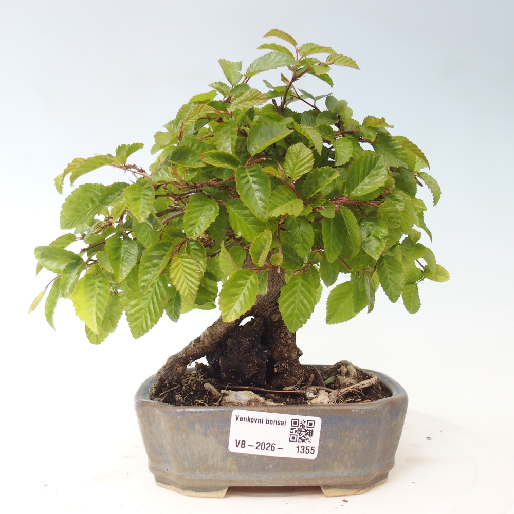 Outdoor bonsai - Carpinus CARPINOIDES - grab koreański
