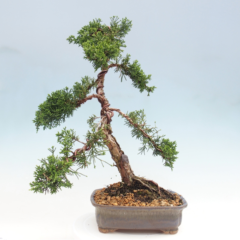 Outdoor bonsai - Juniperus chinensis Kishu