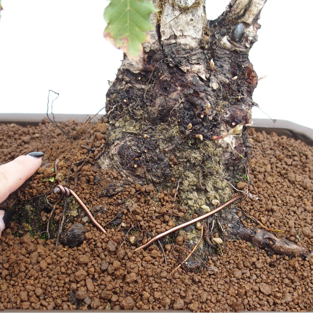Yamadori - Quercus Ilex - Dąb ostrokrzewowy