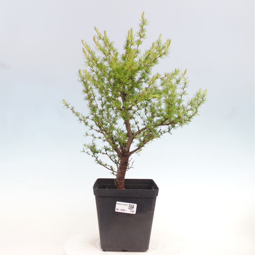 Bonsai zewnętrzne - Larix decidua - Modrzew