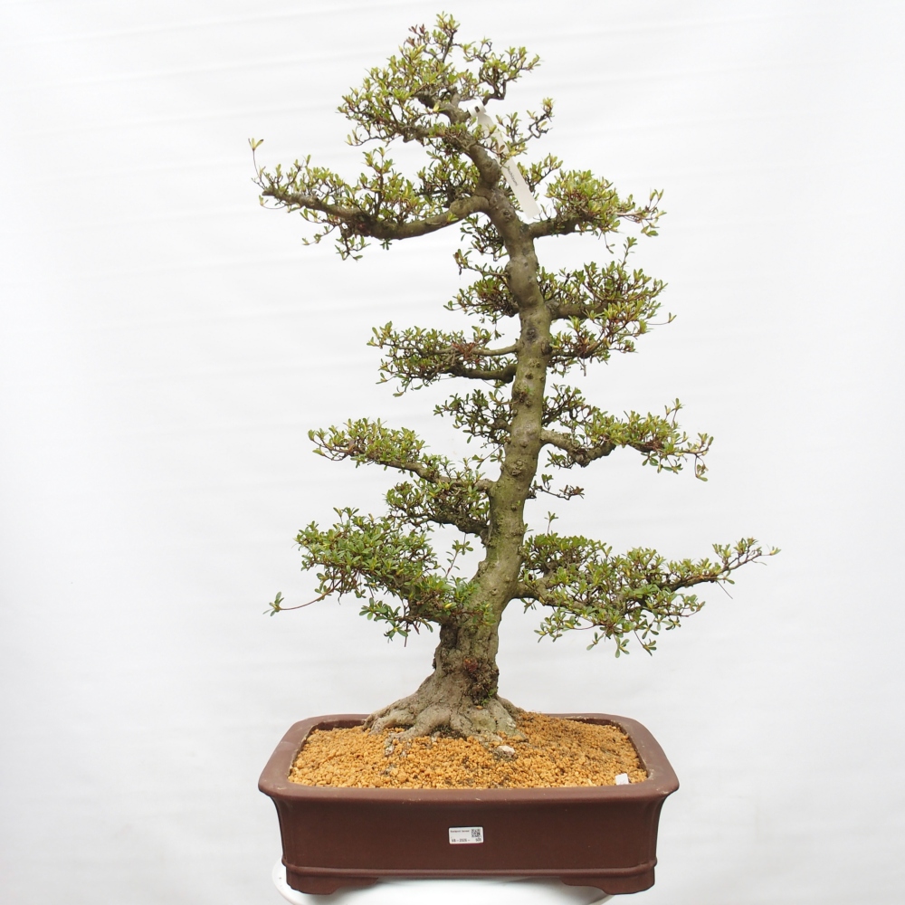 Bonsai zewnętrzne - Azalia japońska - Azalia Tochizumi