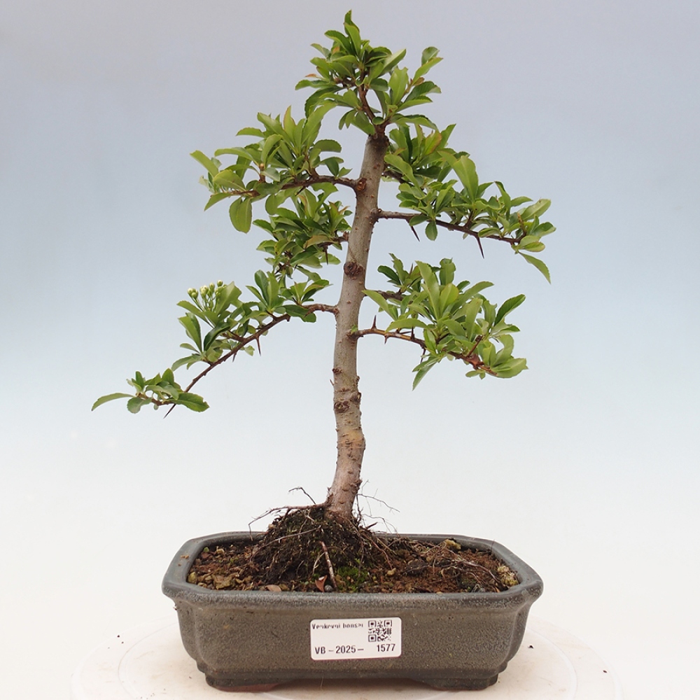 Outdoor Bonsai-Pyracanta Teton-Piekarnia
