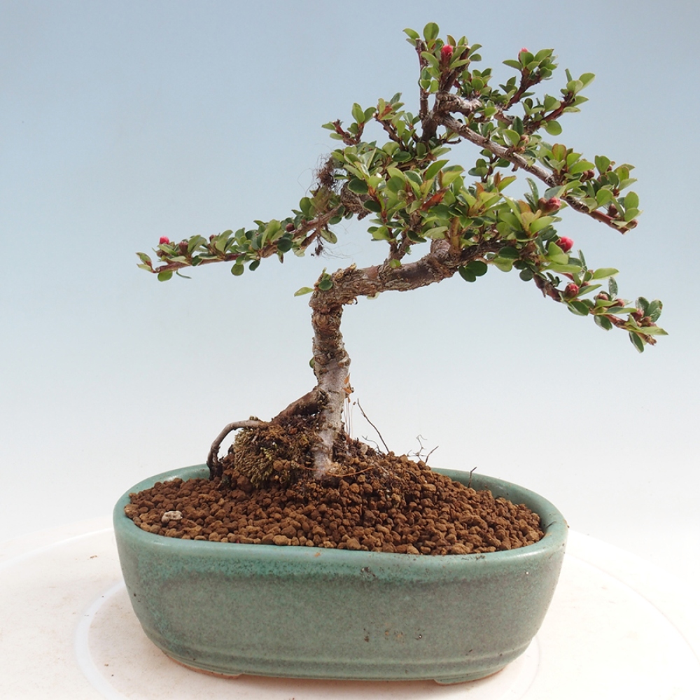 Plenerowe bonsai - Irga pozioma - Drzewo skalne
