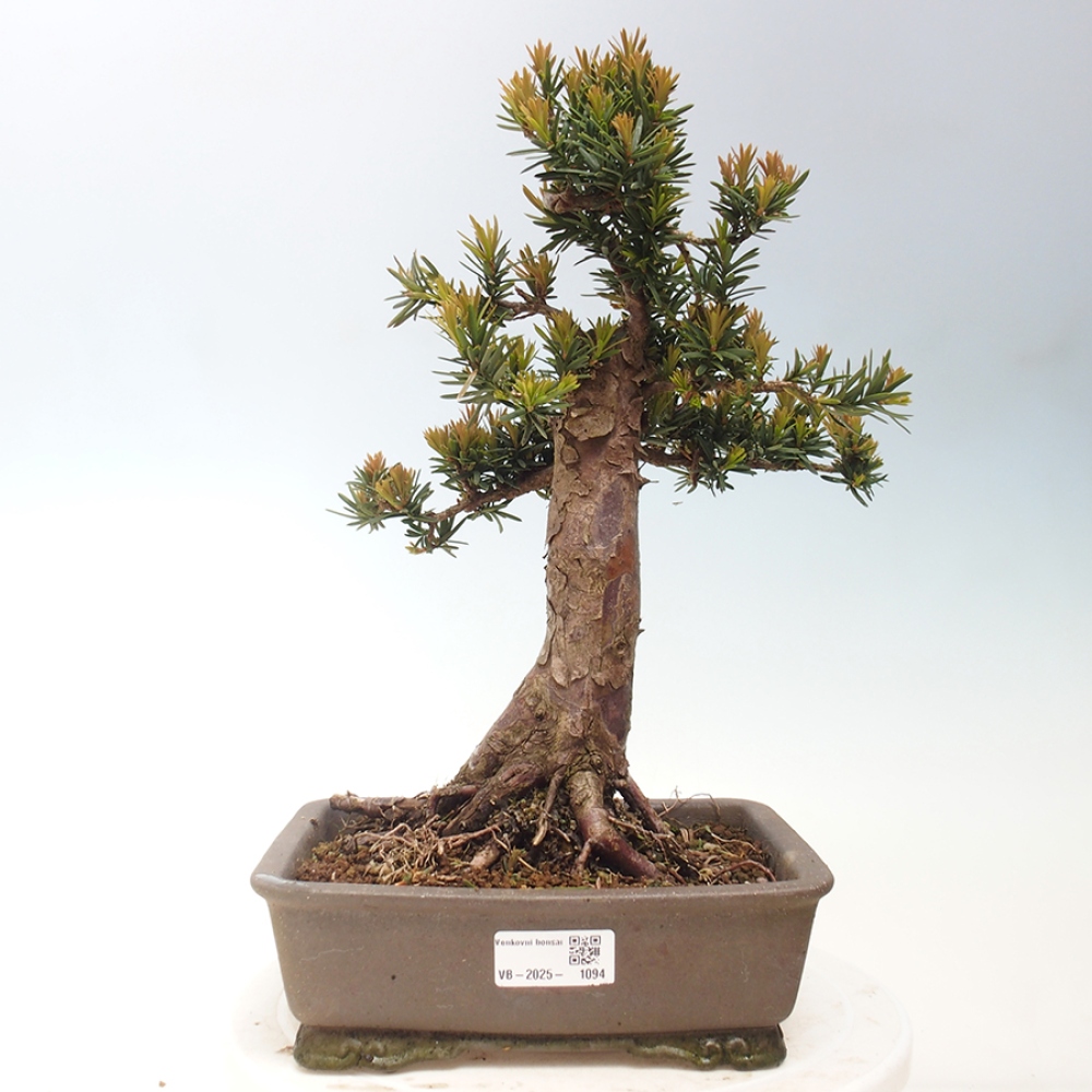 Bonsai na zewnątrz - Taxus cuspidata - cis japoński