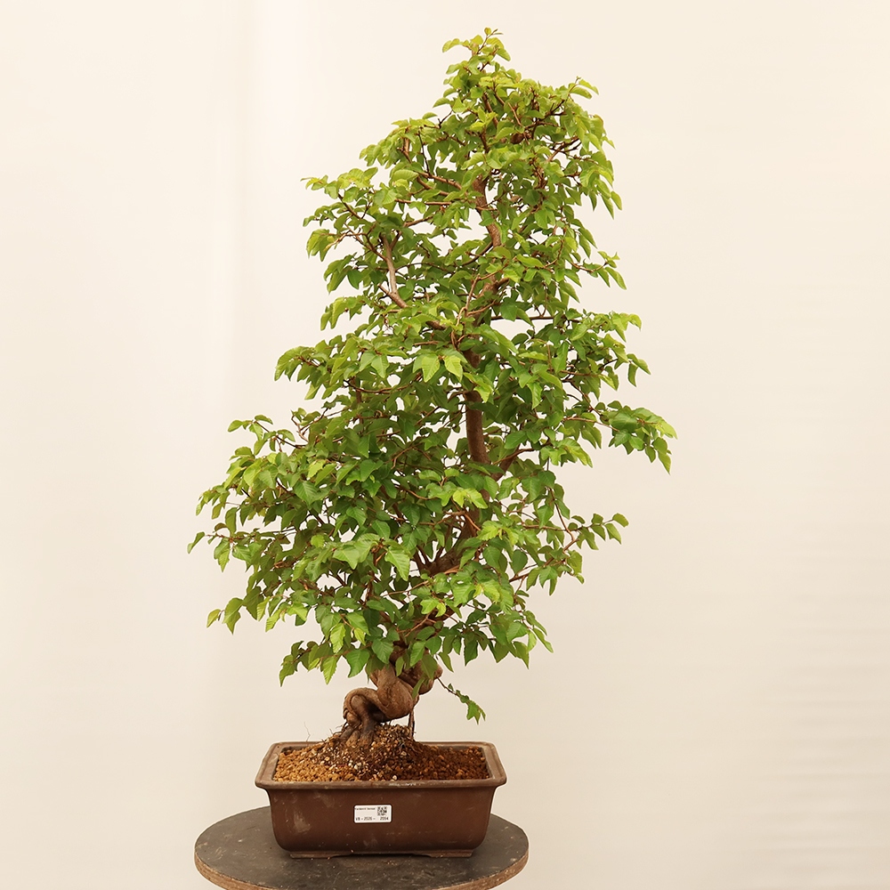 Bonsai plenerowe - Carpinus Coreana - grab koreański