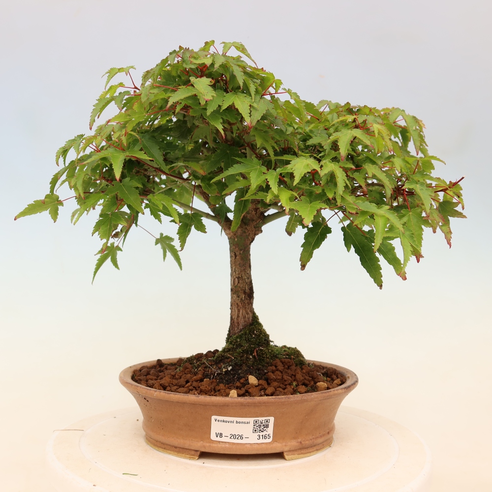 Acer palmatum KIOHIME - klon palmowy