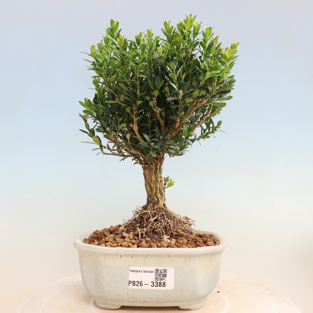 Pokój bonsai - Buxus harlandii - buxus korkowy