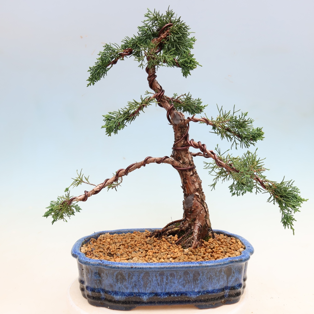Outdoor bonsai - Juniperus chinensis Kishu