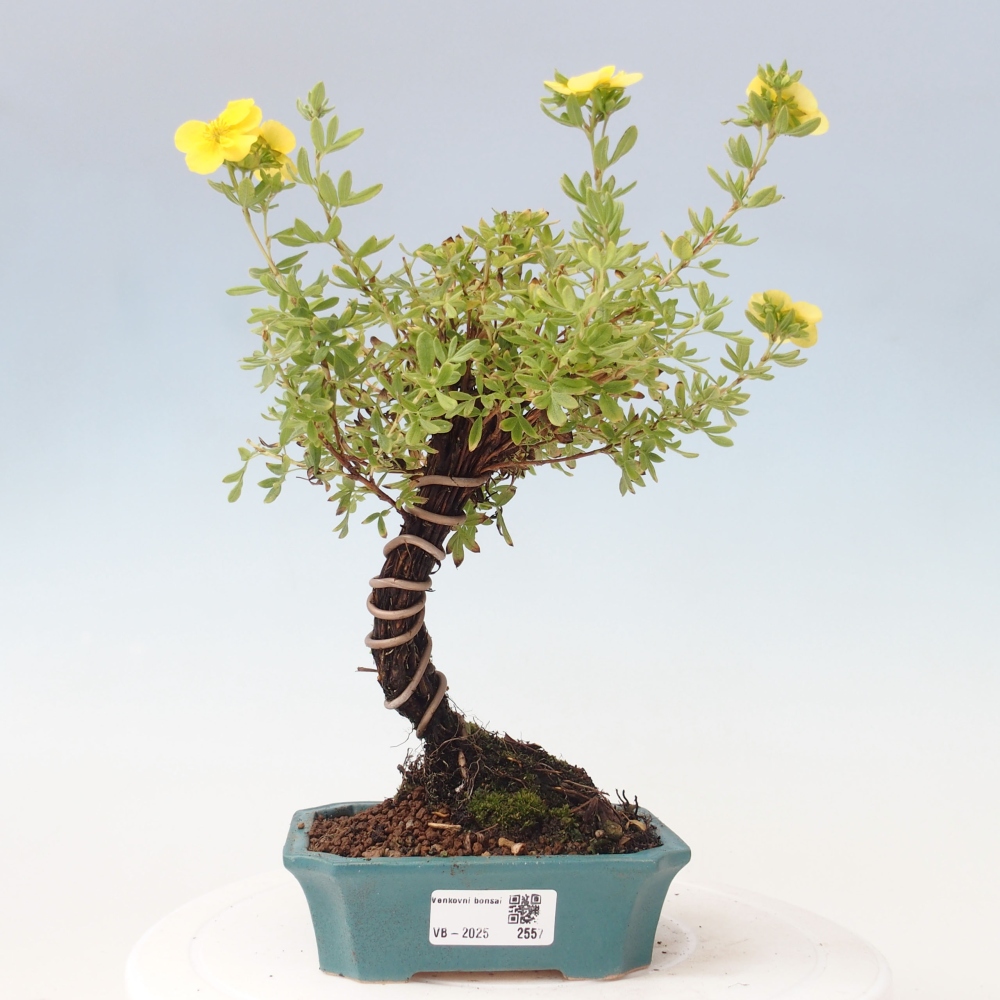 Outdoor bonsai-Pięciolistnik - Potentila fruticosa żółty Ptak