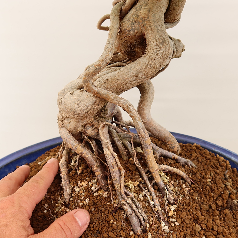 Bonsai plenerowe - Carpinus Coreana - grab koreański