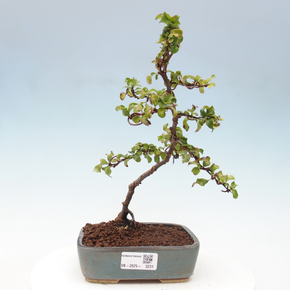 Bonsai zewnętrzne - Chaneomeles s. Red Joy - Pigwa