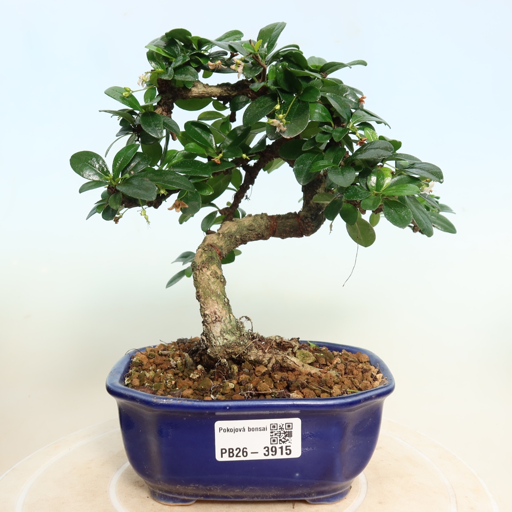Bonsai pokojowe - Carmona macrophylla - Tea fuki