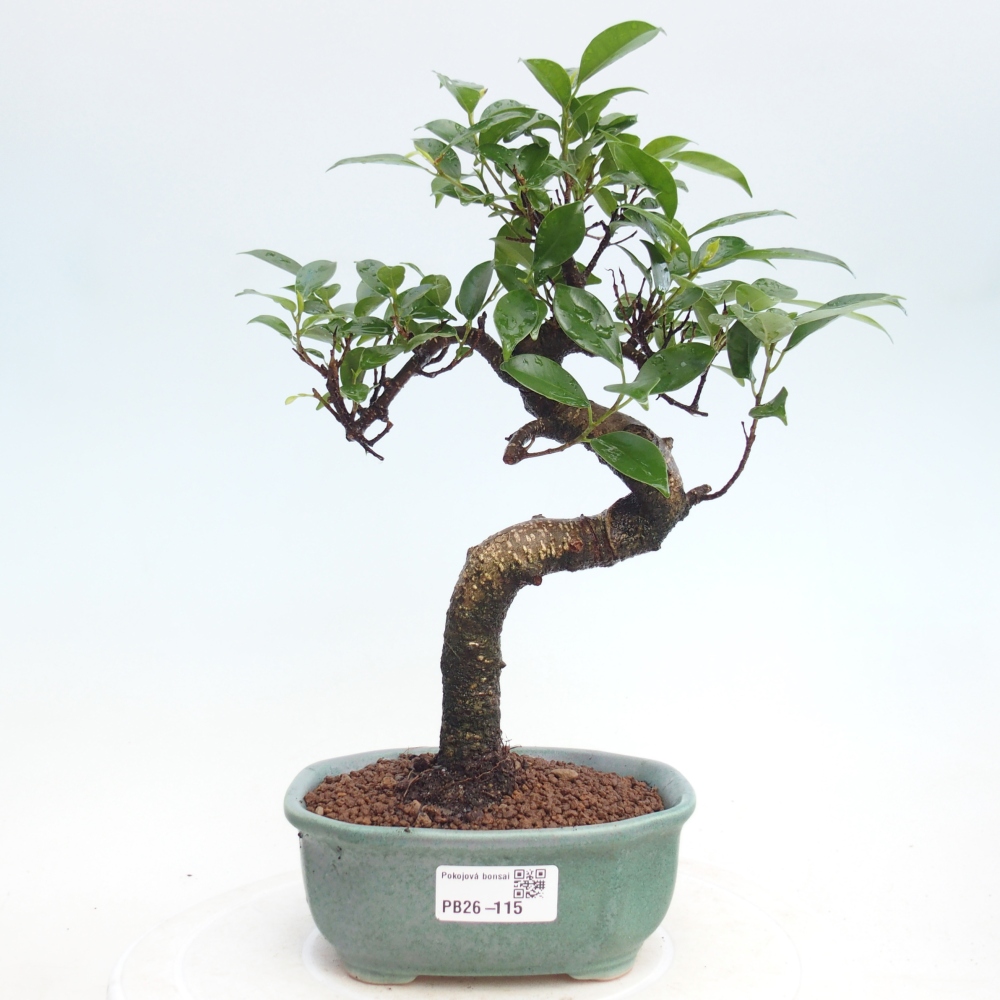 Pokój bonsai - Ficus retusa - figowiec drobnolistny
