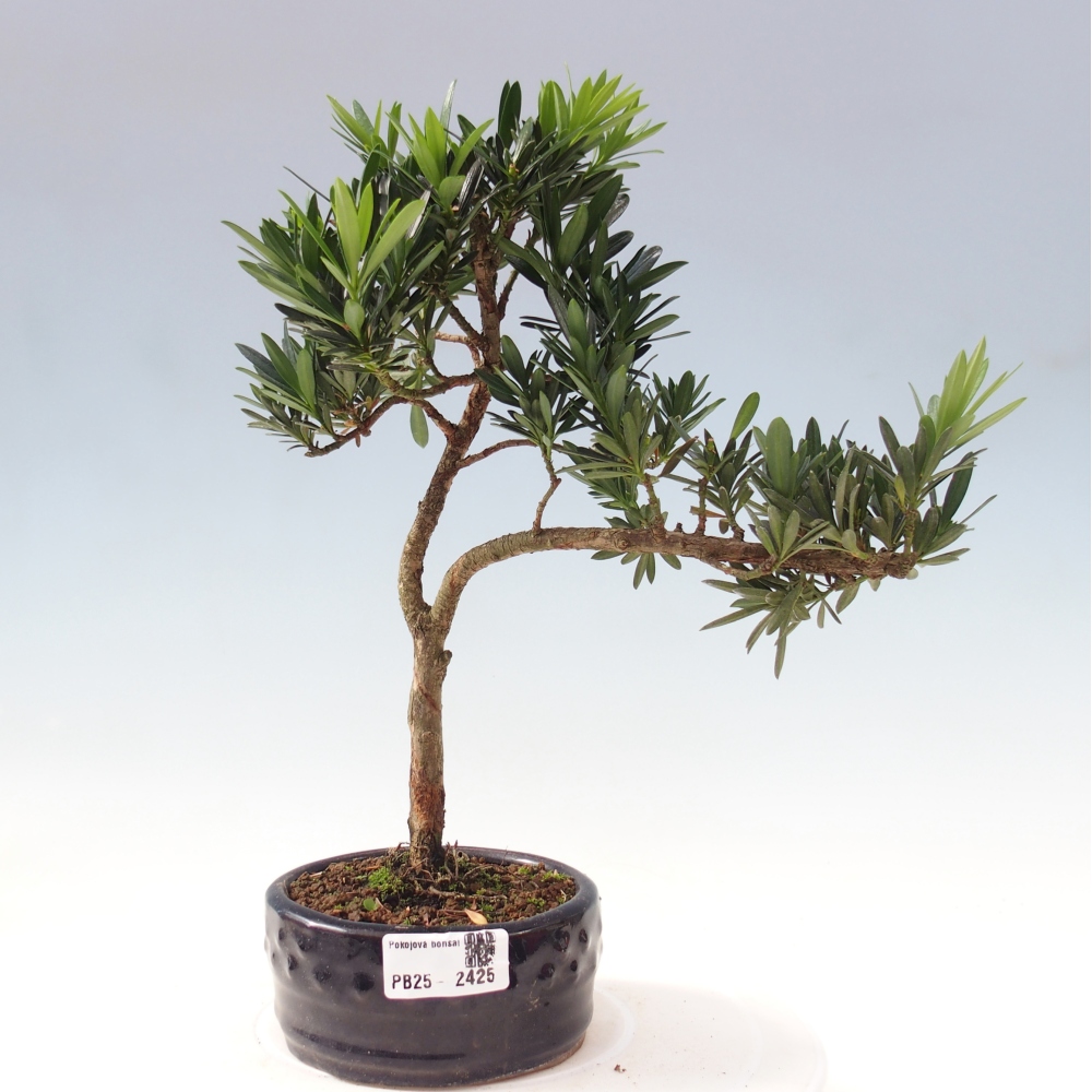 Kryty bonsai - Podocarpus - Kamień tys
