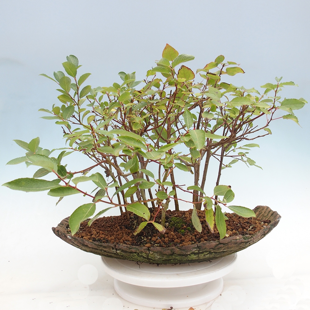 Outdoor bonsai - Salix - Wierzba