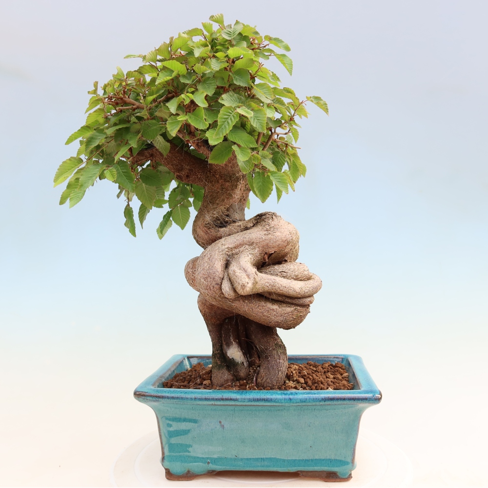Outdoor bonsai - Carpinus coreana - grab koreański