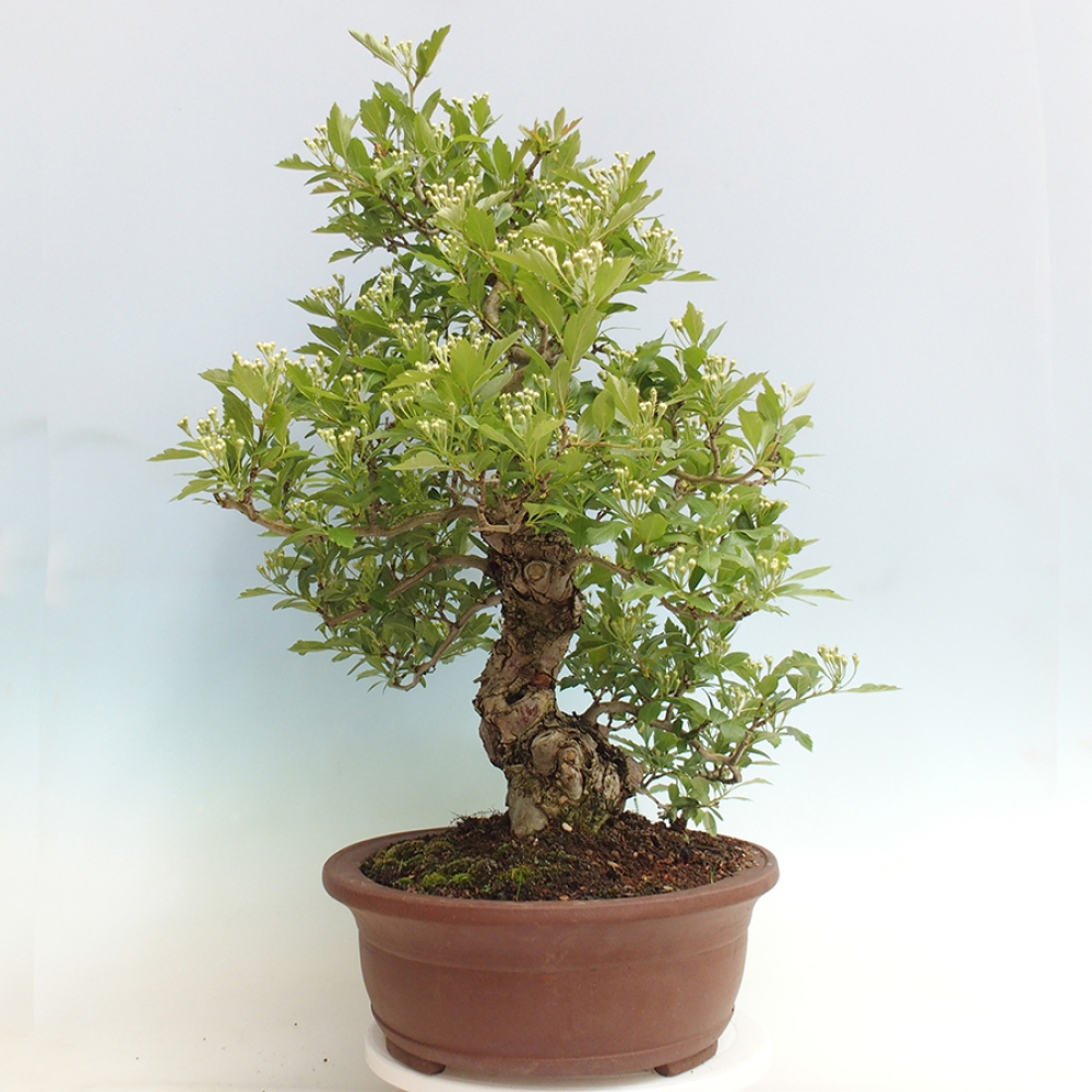 Outdoor bonsai - głóg - Crataegus cuneata
