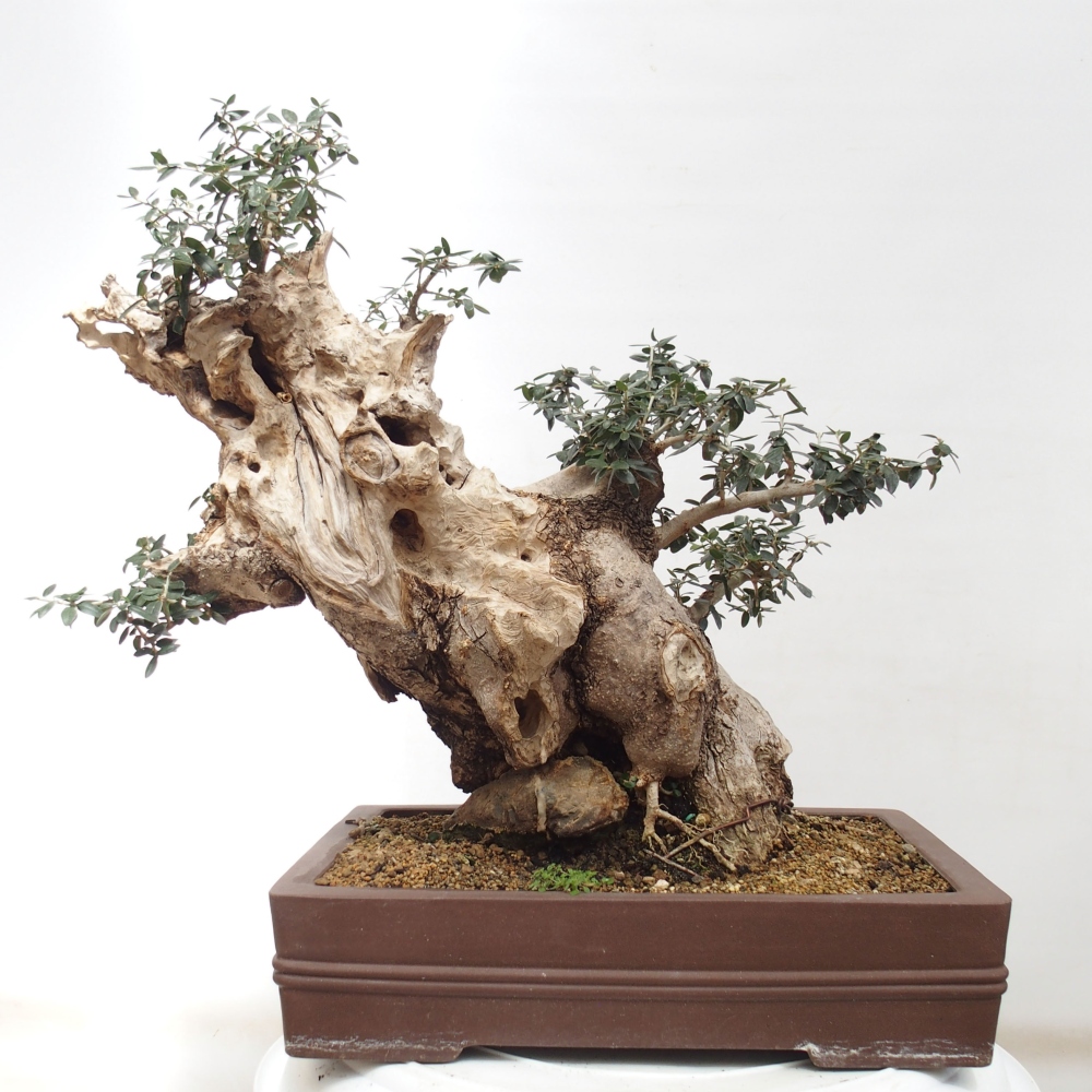 Kryte bonsai - Olea europaea sylvestris - Europejska oliwa z małych liści