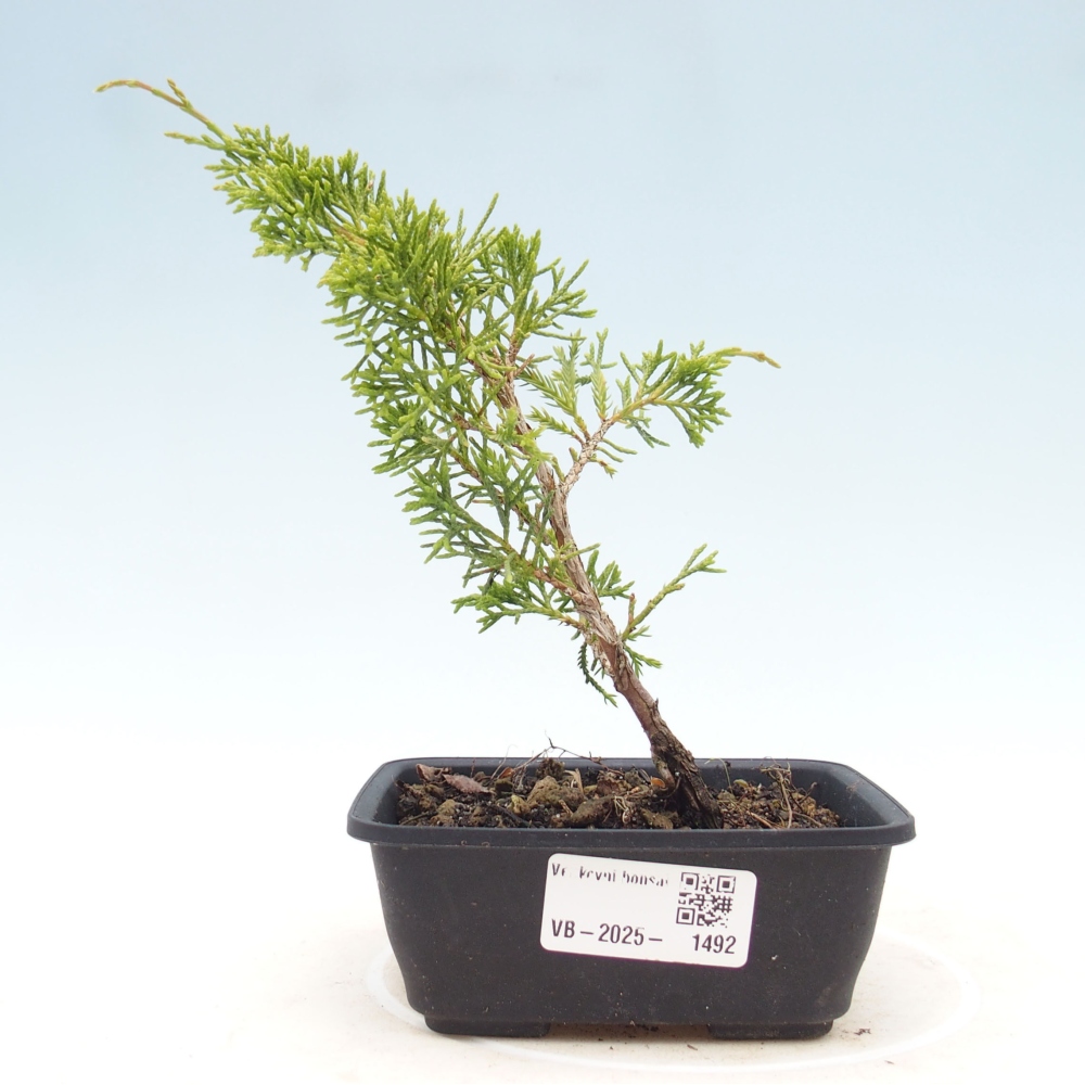 Outdoor bonsai - Juniperus chinensis Itoigawa - Jałowiec chiński
