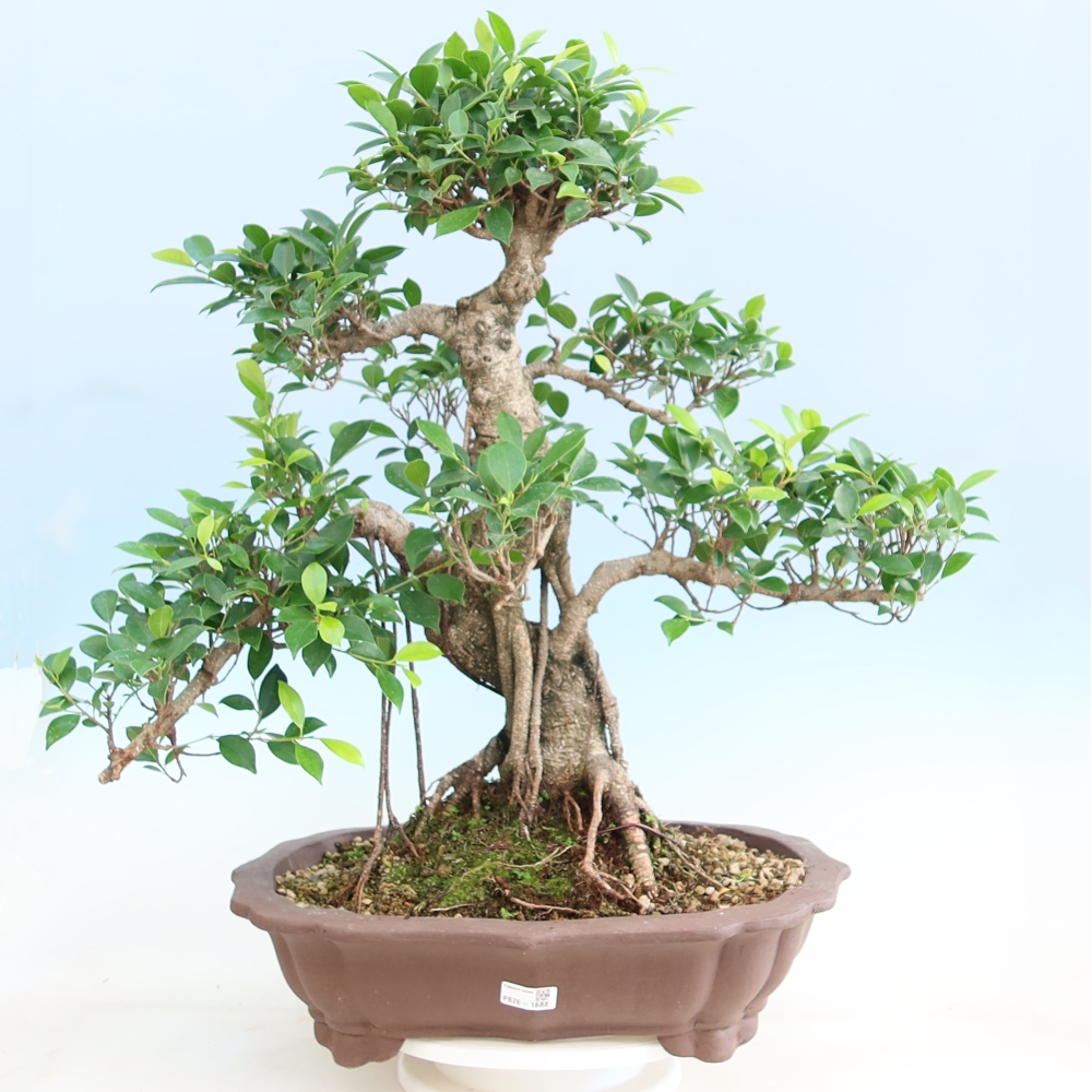 Pokój bonsai - Ficus kimmen - figowiec drobnolistny