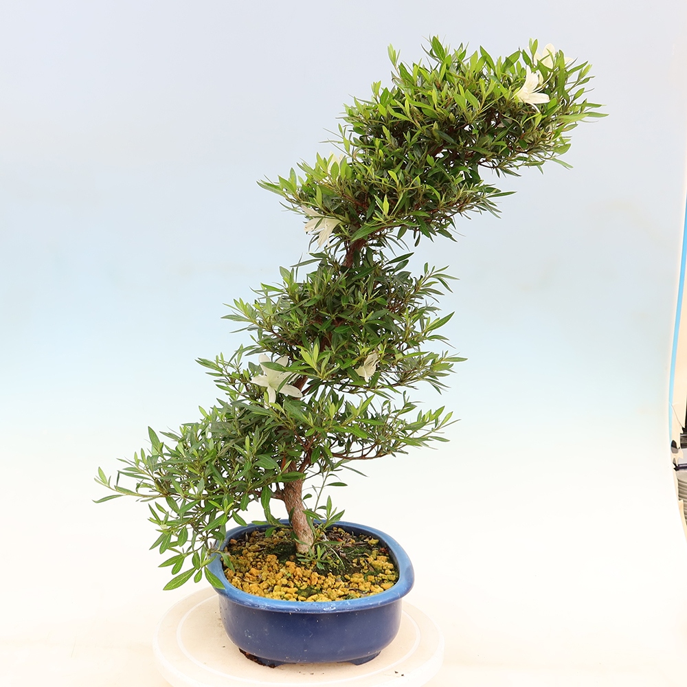 Bonsai zewnętrzne - Azalia japońska - Azalia Hakurin