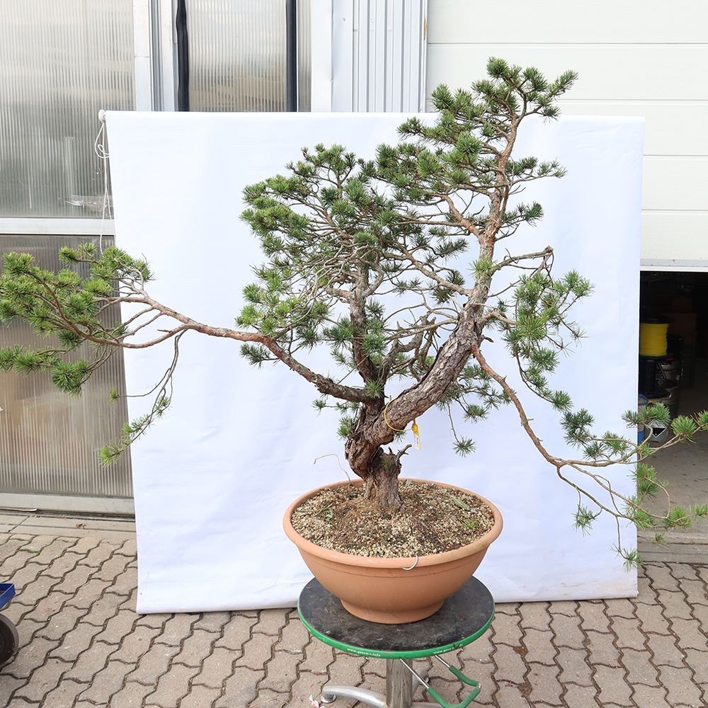 Pinus sylvestris Hiszpania – sosna zwyczajna