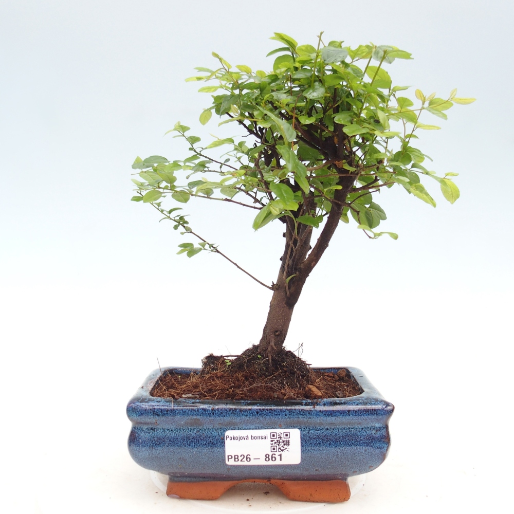 Bonsai pokojowe - Sageretia thea - Sageretia thea